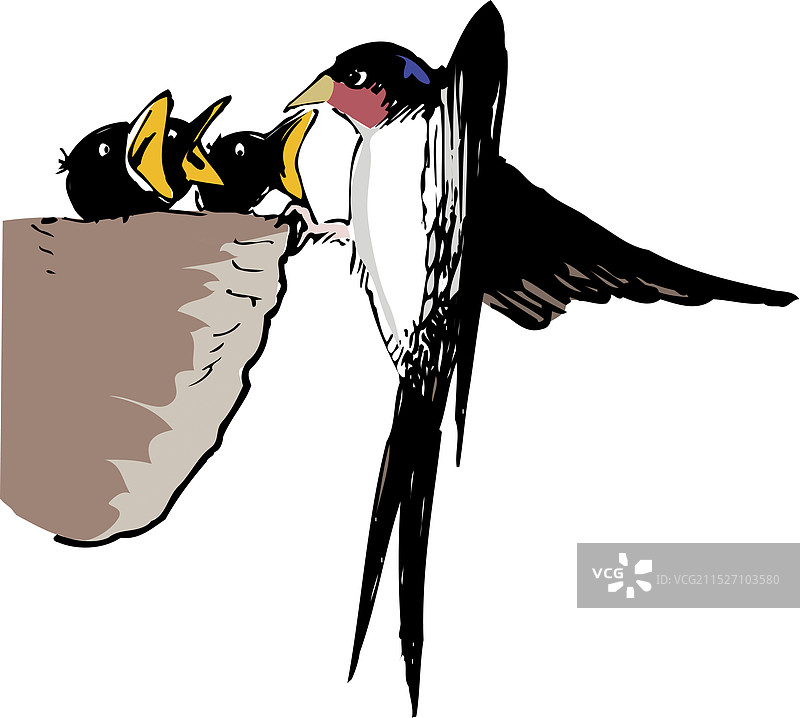 山茶花图片素材