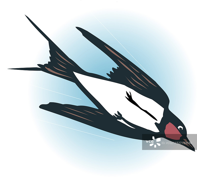 山茶花图片素材