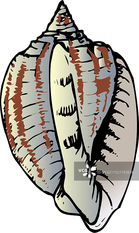 霞浦河蚬图片素材