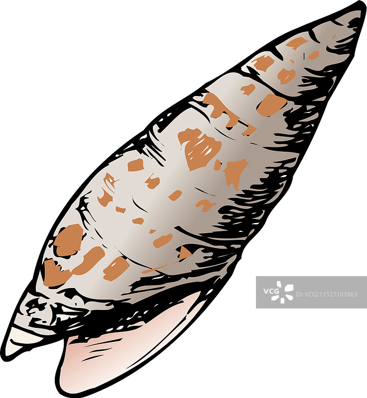 鲟鱼海螺图片素材