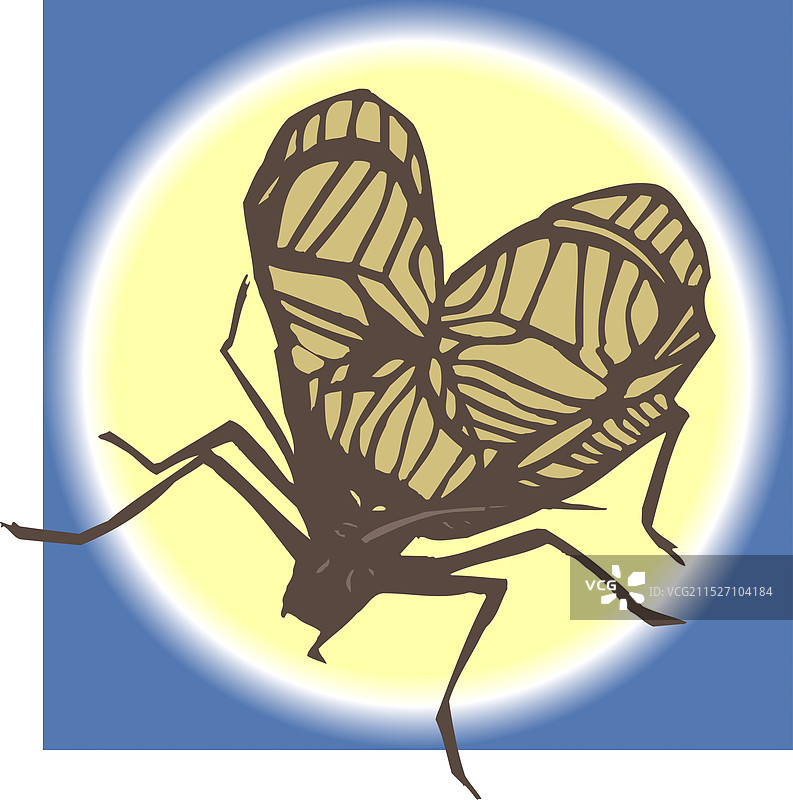 银莓（菊科植物）图片素材