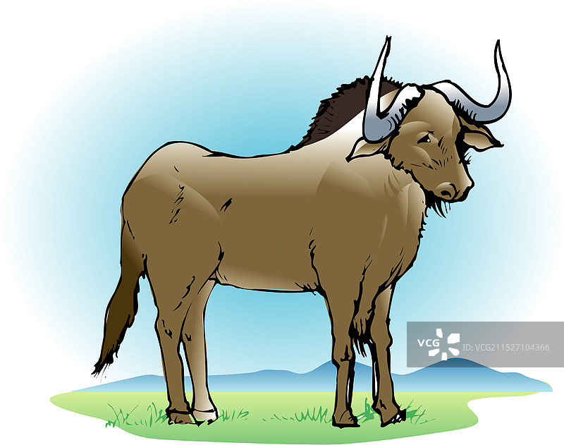 白尾牛羚图片素材