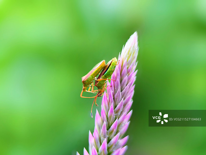 双蝽合璧图片素材