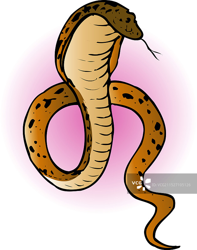 眼镜蛇图片素材