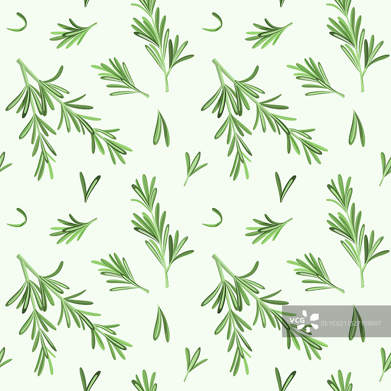 浅色背景上的迷迭香草药无缝图案图片素材