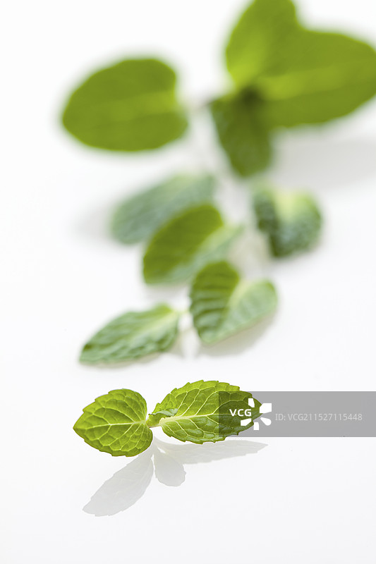 留兰香（薄荷）在白色背景上图片素材