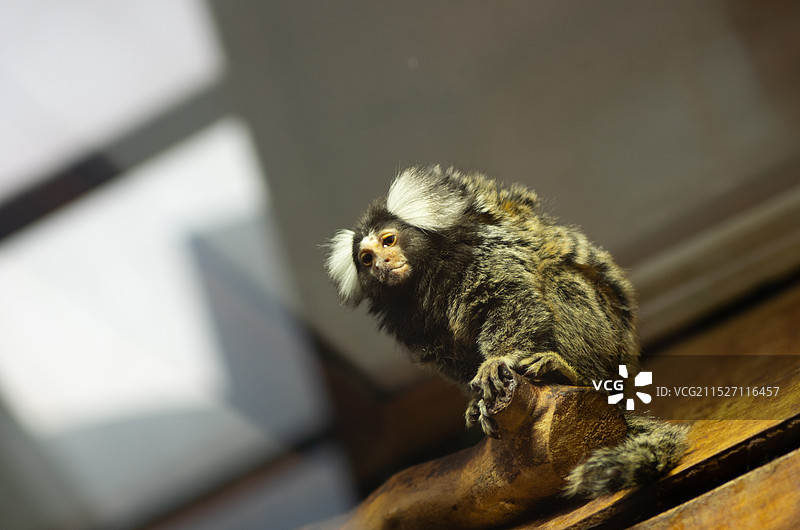 侏儒狨猴图片素材