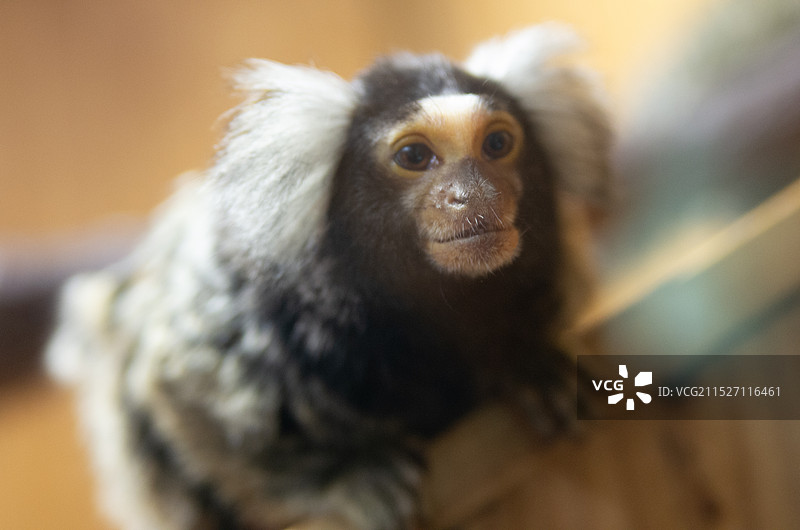 侏儒狨猴图片素材