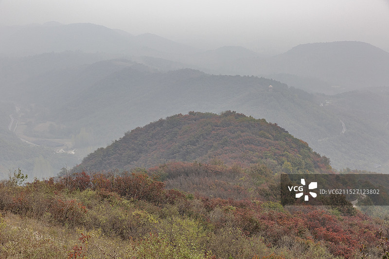 云雾中的红叶--河南桐柏县图片素材