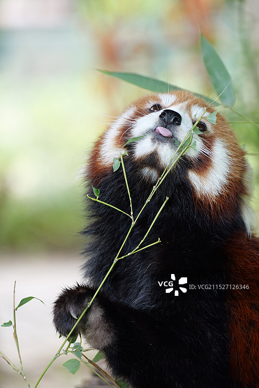 抬头吐舌头吃竹叶的可爱小熊猫图片素材