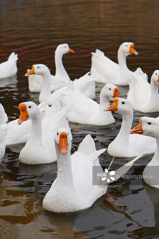 大白鹅图片素材