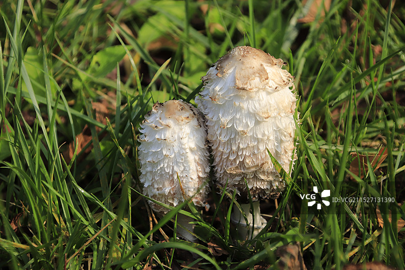 草地上生长的鸡腿菇图片素材