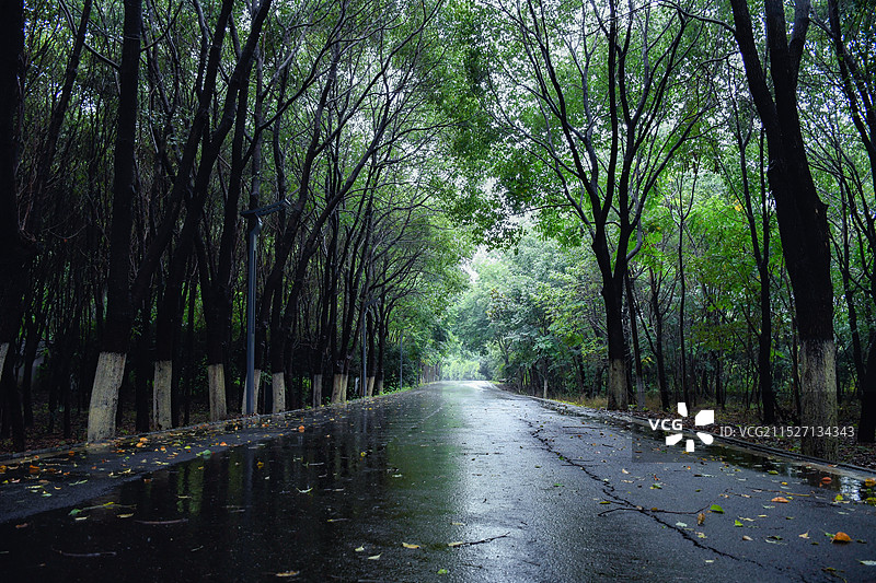 雨中的后官湖湿地公园图片素材