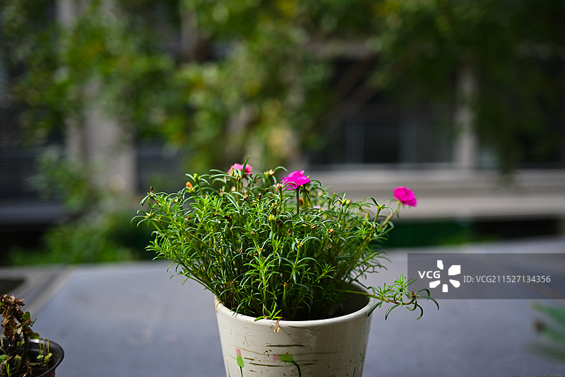 花盆景图片素材