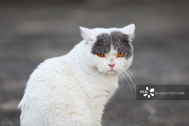 酷酷的英国短毛猫蓝白宠物猫图片素材