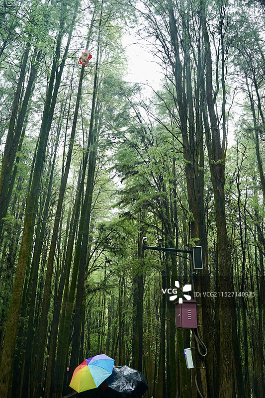 水上森林图片素材