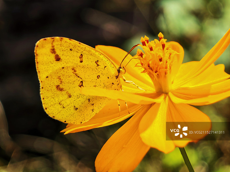 授粉的黄蝴蝶图片素材