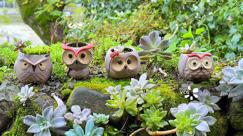 四只可爱猫头鹰玩偶！图片素材