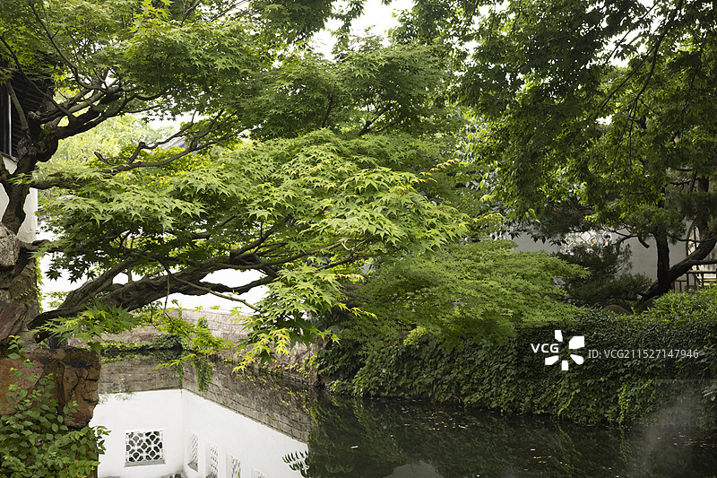 苏州拙政园见山楼边的枫树图片素材