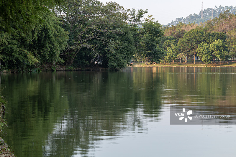 秋天宁静的广东广州大夫山森林公园自然风光图片素材