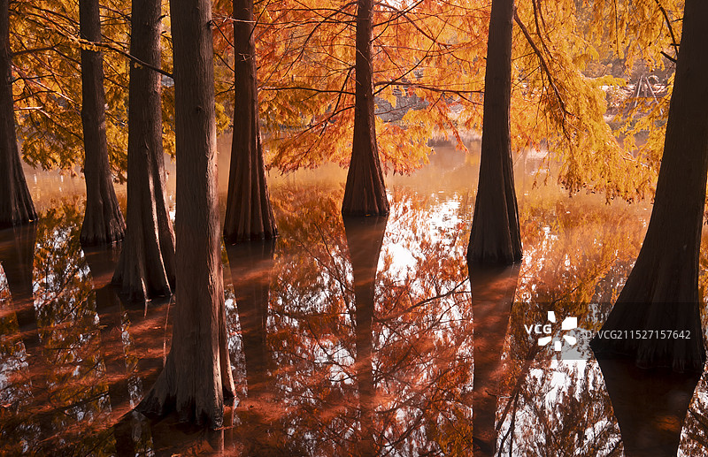 南京明孝陵秋天水杉林风景图片素材