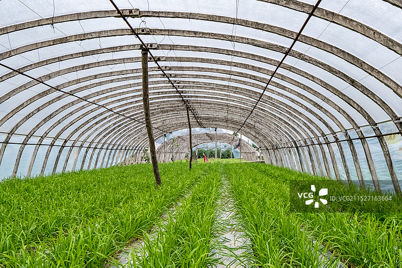 四川省绵阳市菜地，大棚，蔬菜，农业图片素材