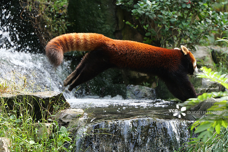 跨越过河的小熊猫图片素材