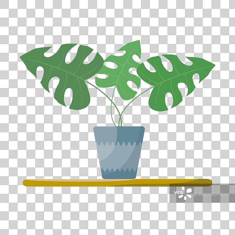 白色背景上的龟背竹盆栽扁平风格图片素材