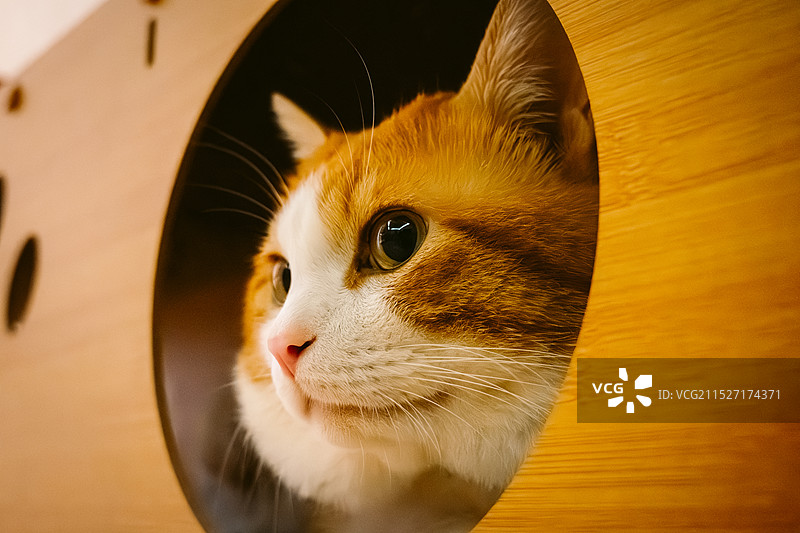 橘猫出洞图片素材