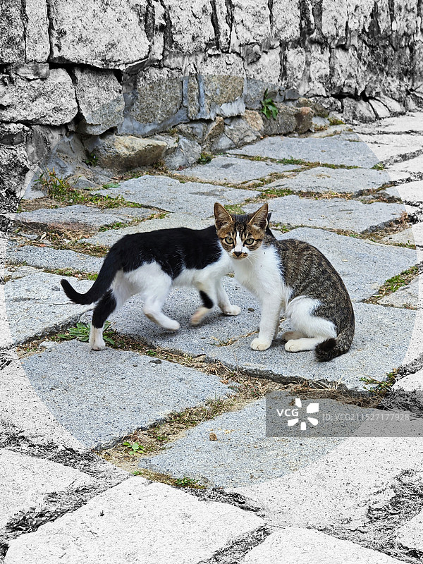 山野双猫图图片素材