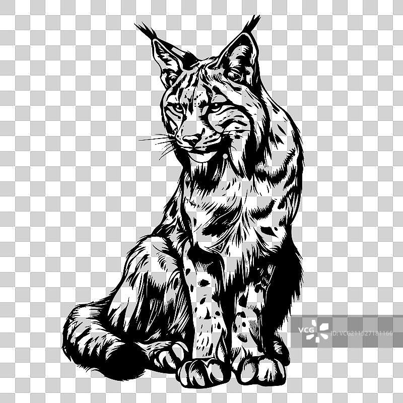 山猫素描图形画像图片素材