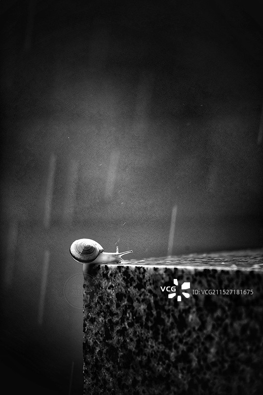 黑白。雨中努力攀爬的蜗牛图片素材