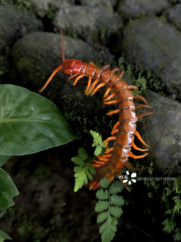 巨蜈蚣吃蚂蚁图片素材