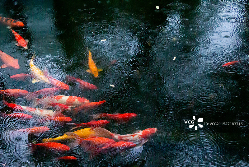 池塘里的一群红色锦鲤鲤鱼图片素材