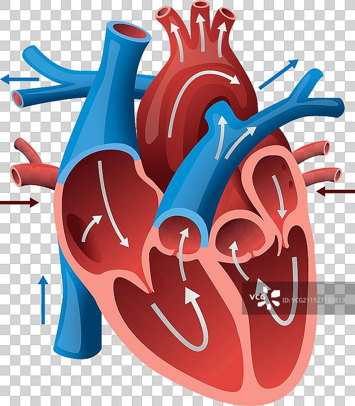 人类心脏结构图片素材