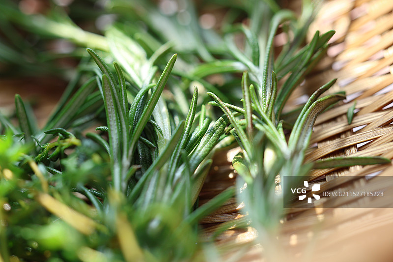 迷迭香图片素材