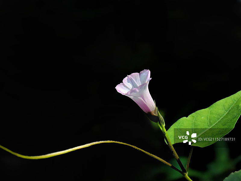 喇叭花开了图片素材