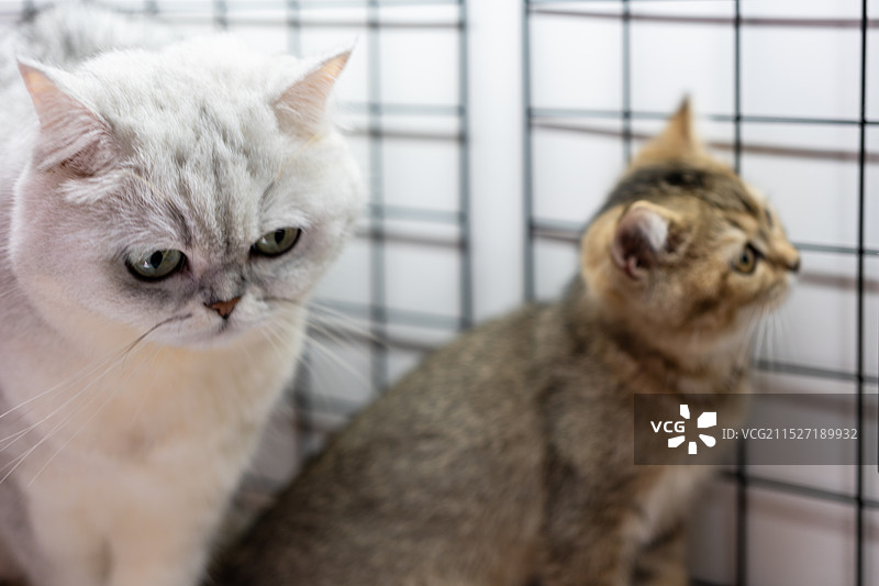 家有萌猫图片素材