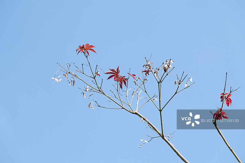 秋天的彩林图片素材