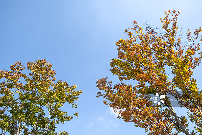 秋天的彩林图片素材