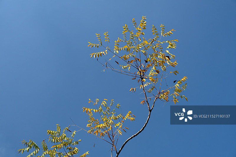 秋天的彩林图片素材