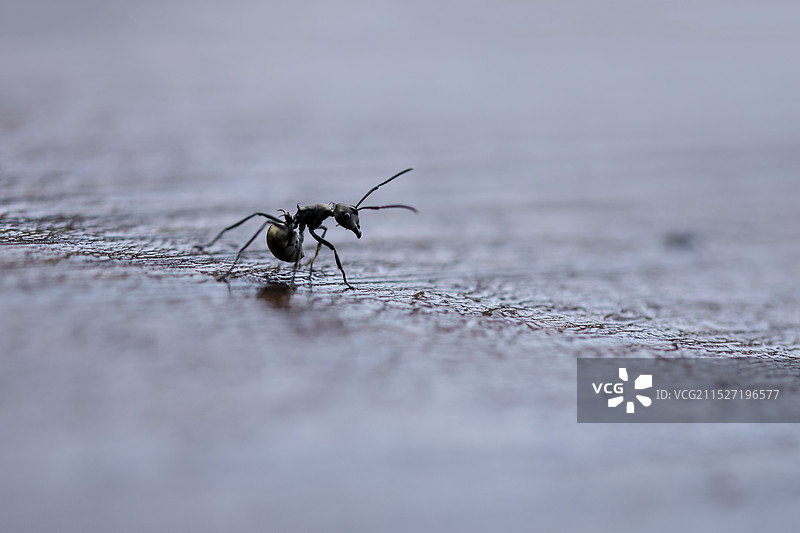雨中在公园长凳上驻足的蚂蚁图片素材