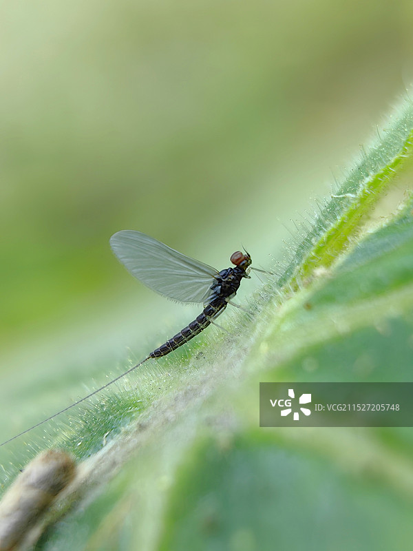蜉蝣特写镜头图片素材