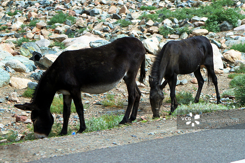 新疆正在消失的驴图片素材