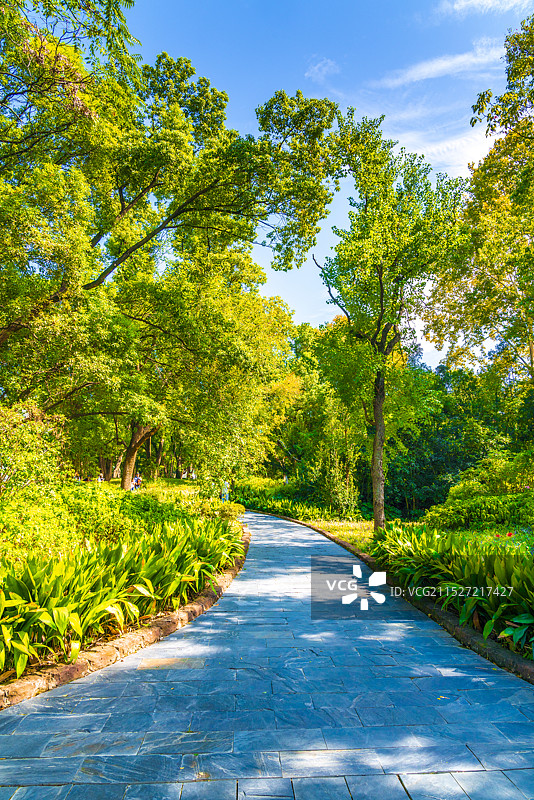 武汉东湖秋景树木渐黄图片素材