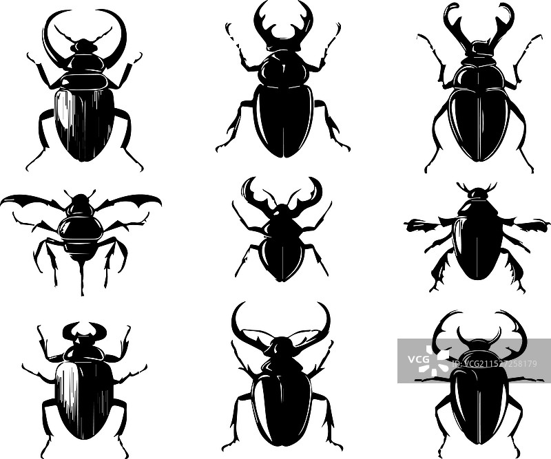 昆虫合集图片素材