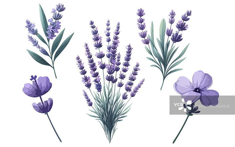 薰衣草水彩枝条套装图片素材