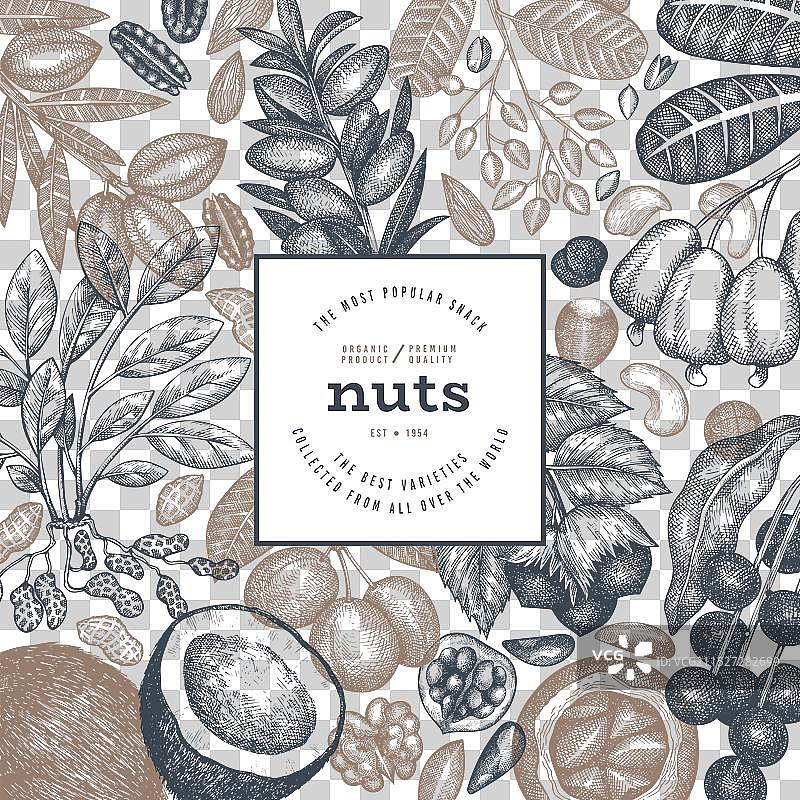 手绘坚果树枝和果仁模板图片素材