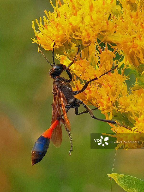 深秋的泥蜂图片素材