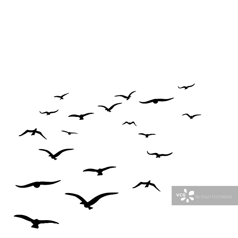 盘旋飞翔的鸟图片素材